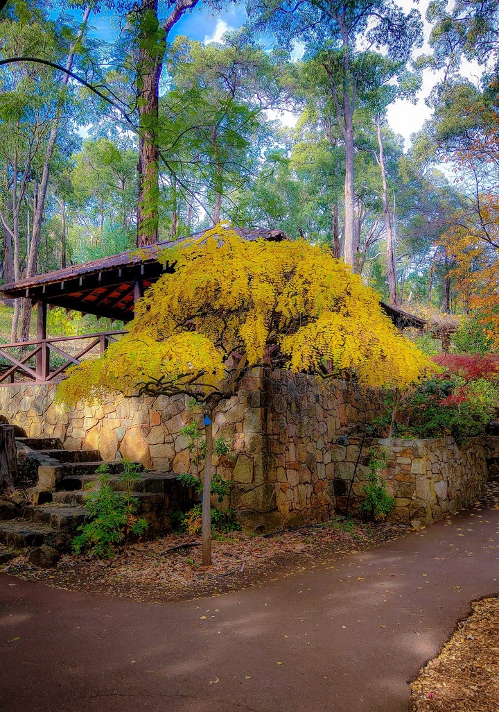 Yellow Tree