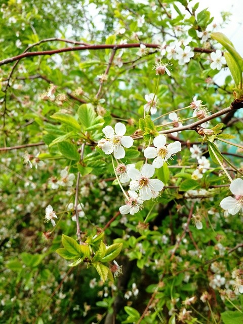 It's spring