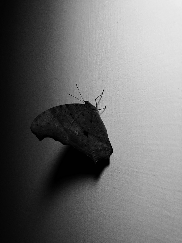 butterfly