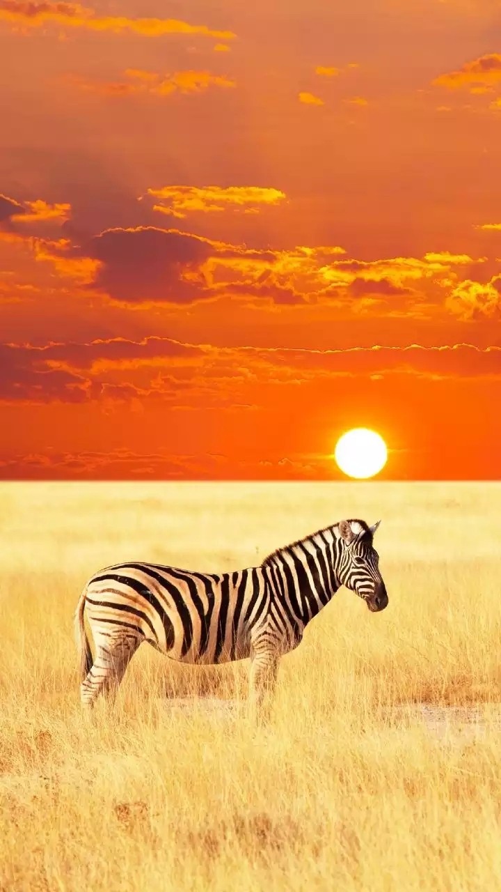 sunrise_zebra
