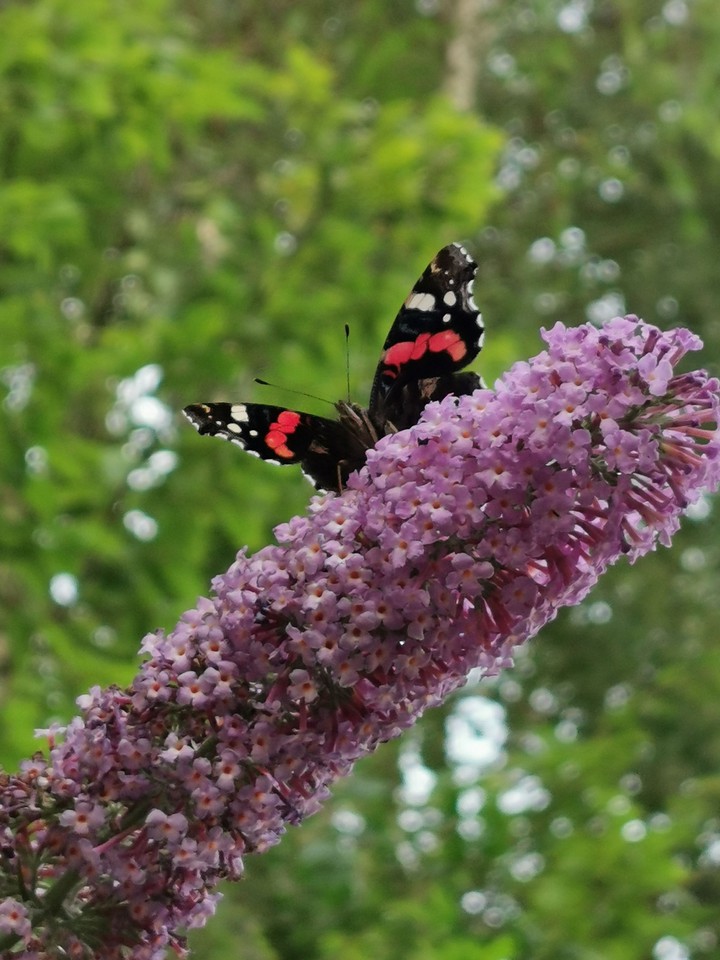 butterfly