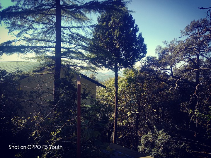 tree