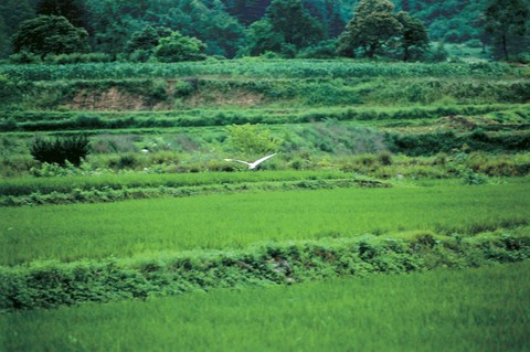 Scenics