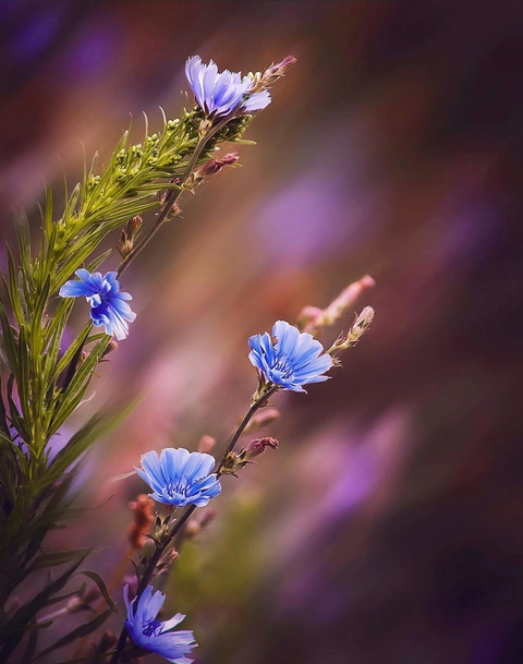 Cornflower