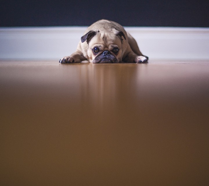 #dog