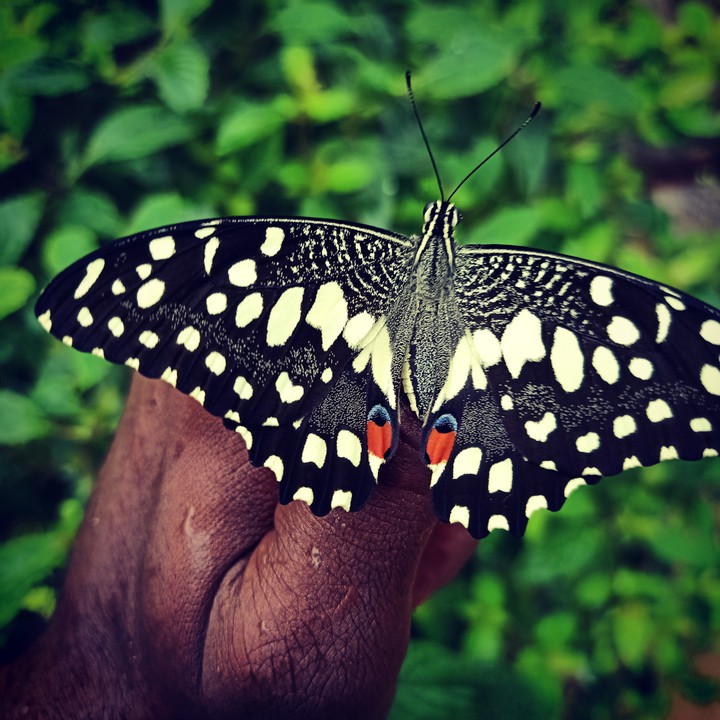 butter fly