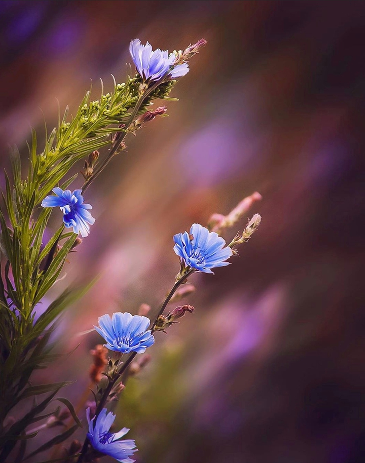 Cornflower