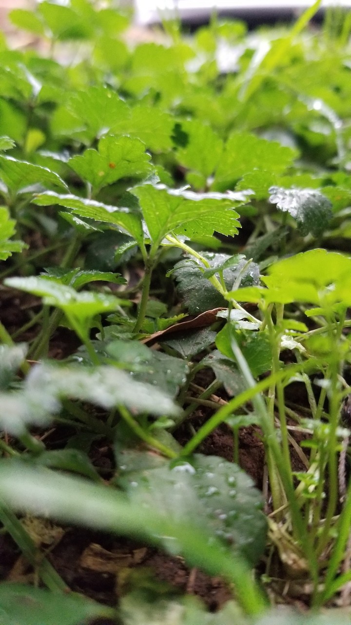 After The Rain