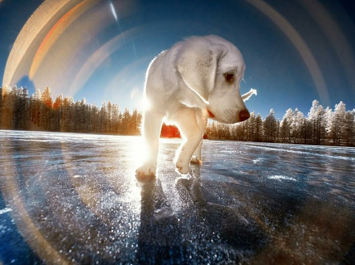 Dog Vesper