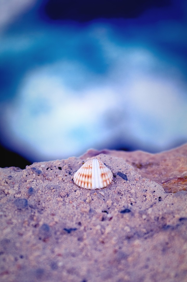 Scallop