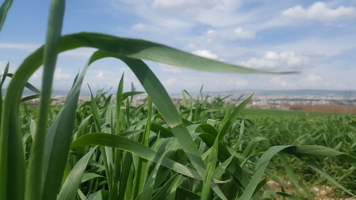 #çiçek #green #yeşil #bahar