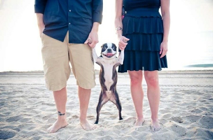 A very happy dog at the beach