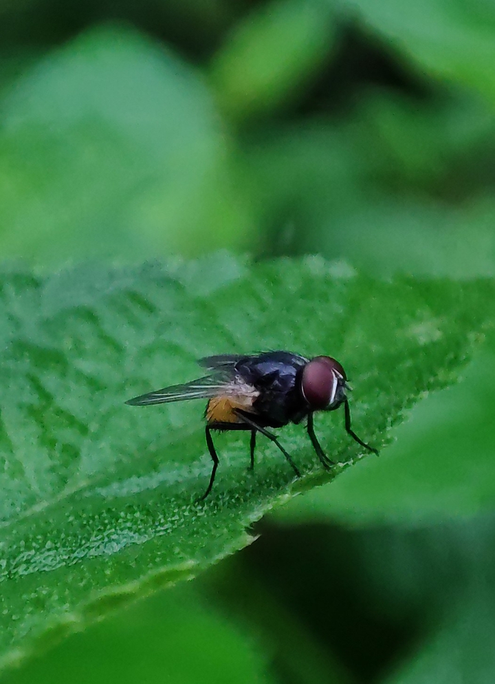 fly