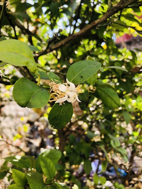 Lemon Flowers