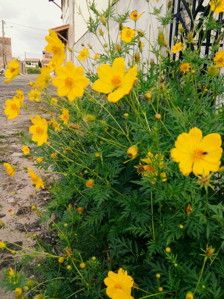 Flor