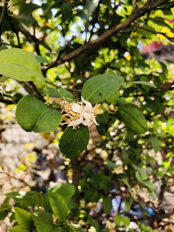 Lemon Flowers