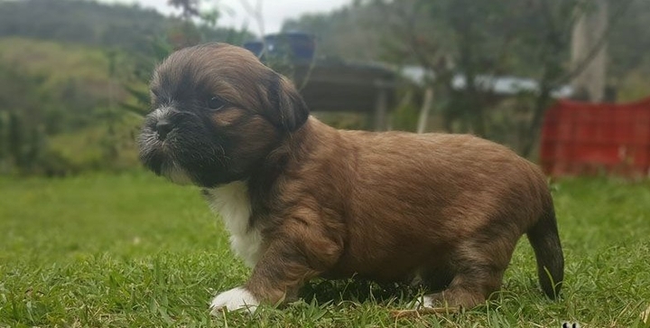 love dog