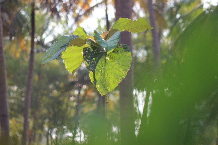 Leaf