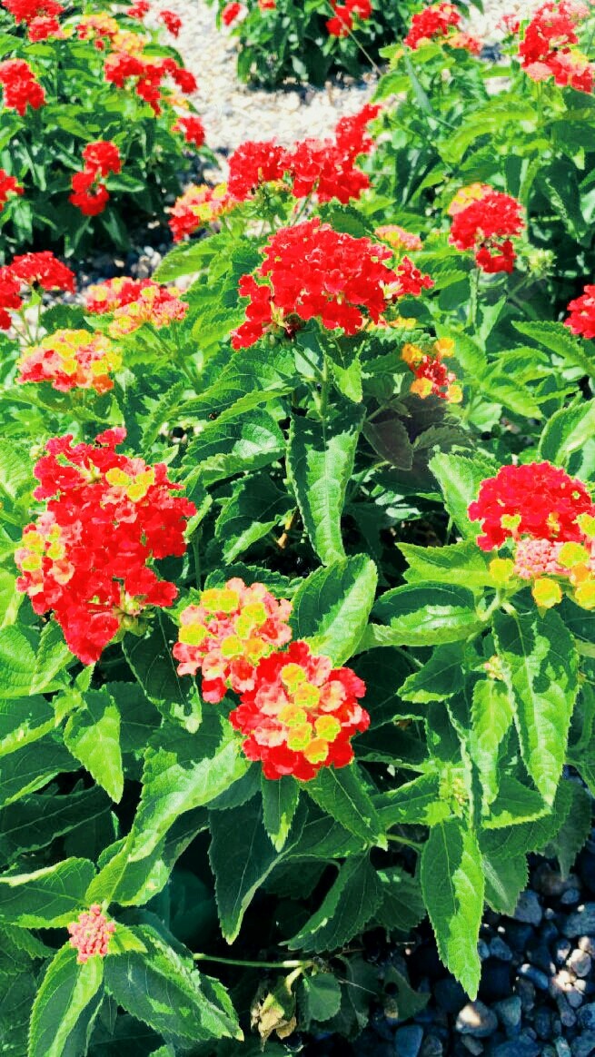 Flowers