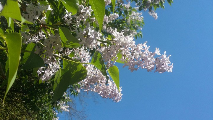 Flower in France