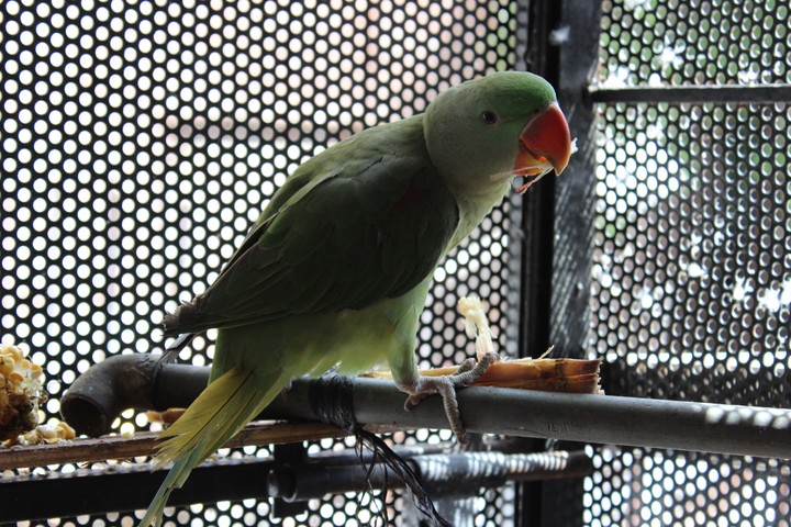 Parrot