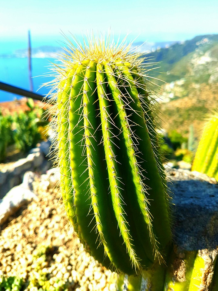 Kaktus