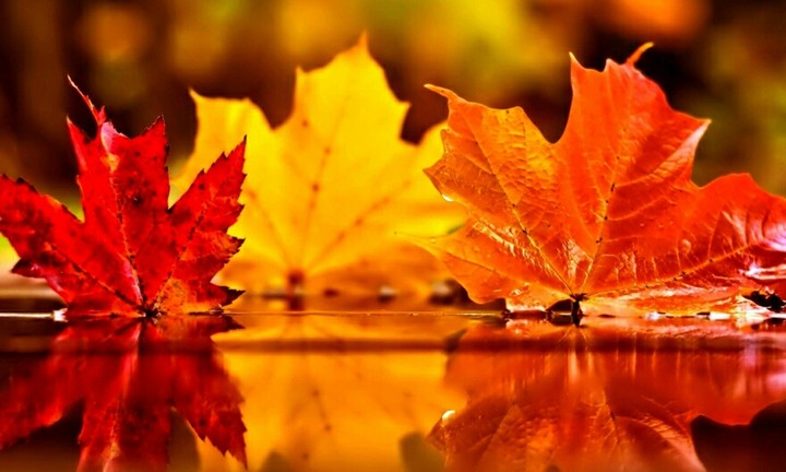 Autumn