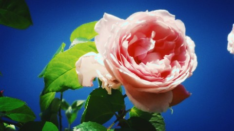 Love my roses