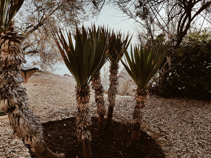 palm