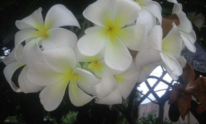 frangipani