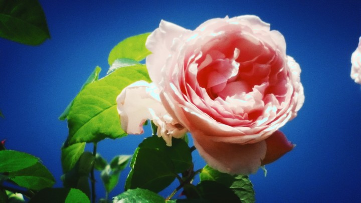 Love my roses
