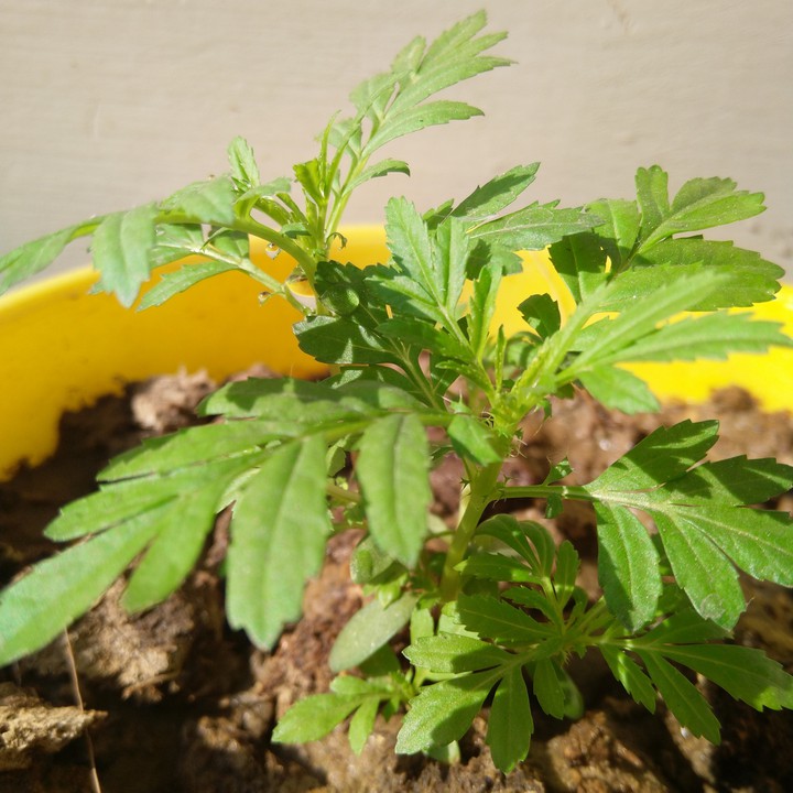 plant