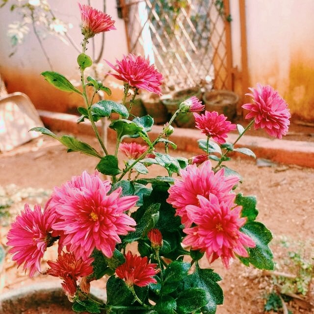 flower