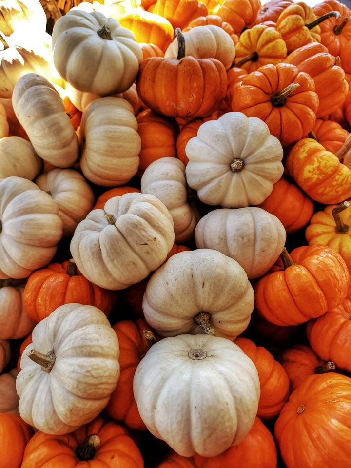 mini pumpkins 1