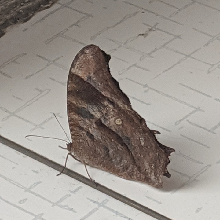 #moth