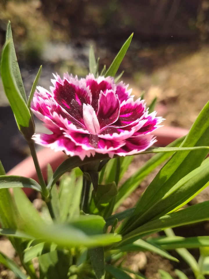 flower