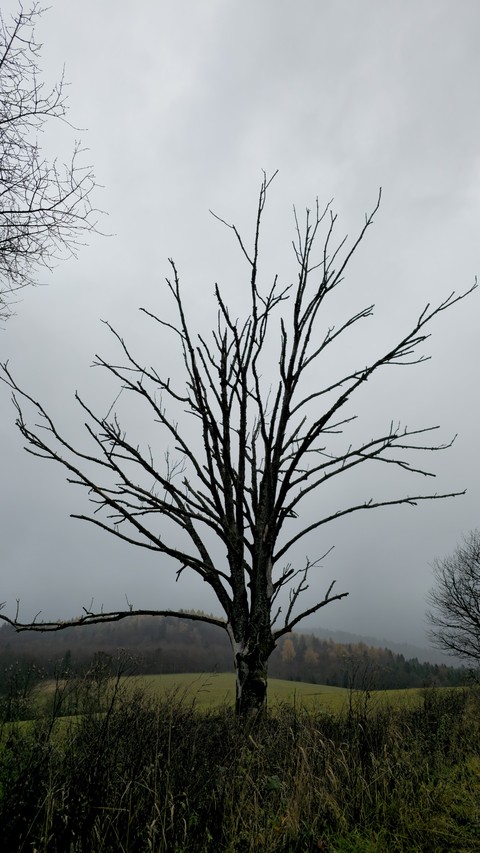 fonds d'écran tree, savanna