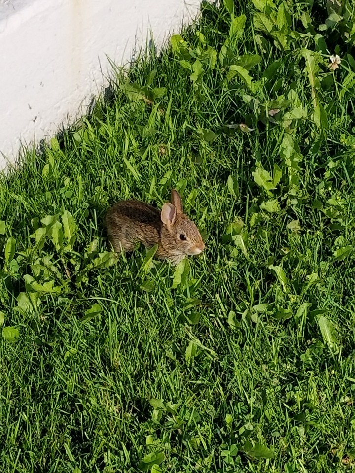 wild bunny