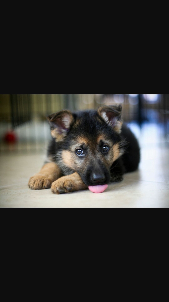 German Shepherd pup