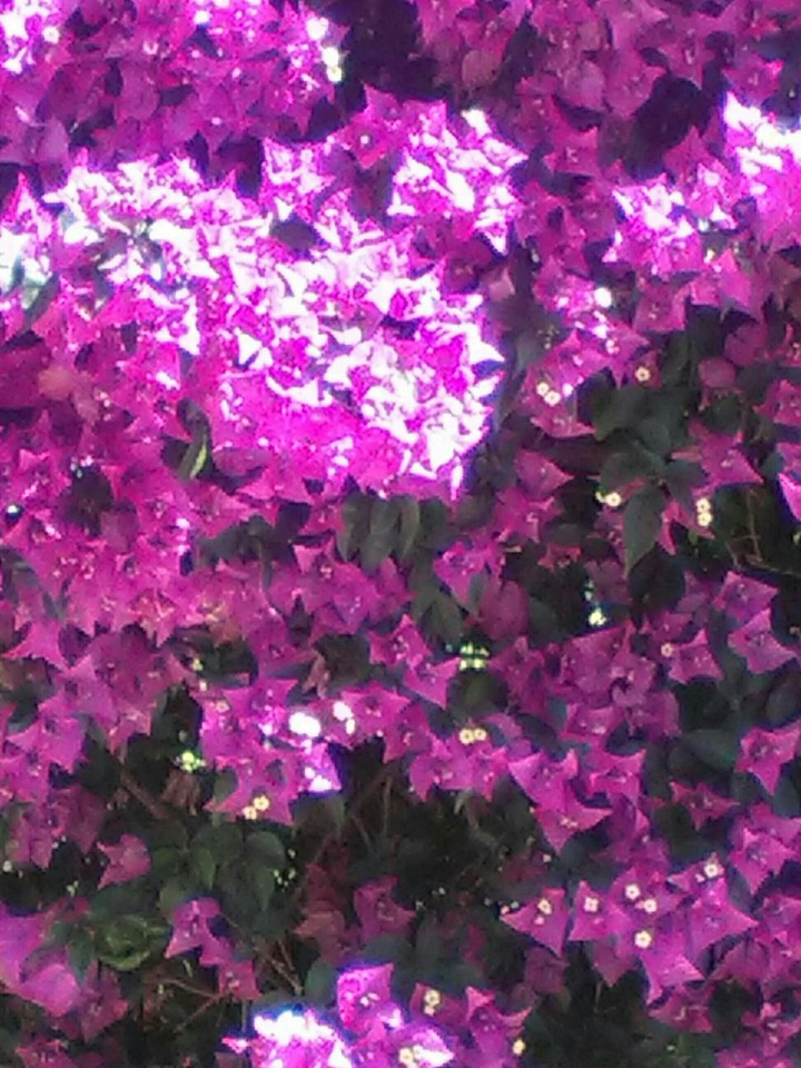 bugainvillia