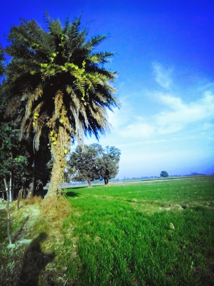 my village