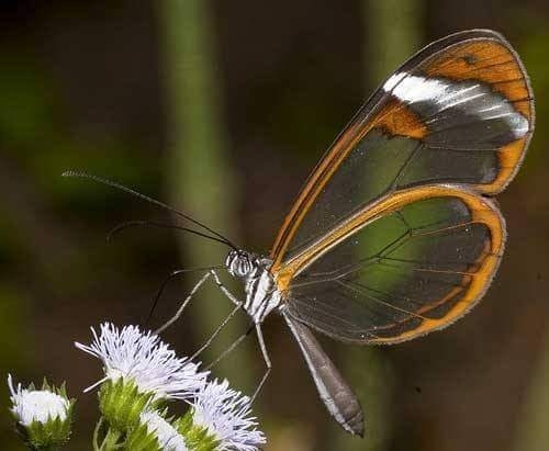 borboleta