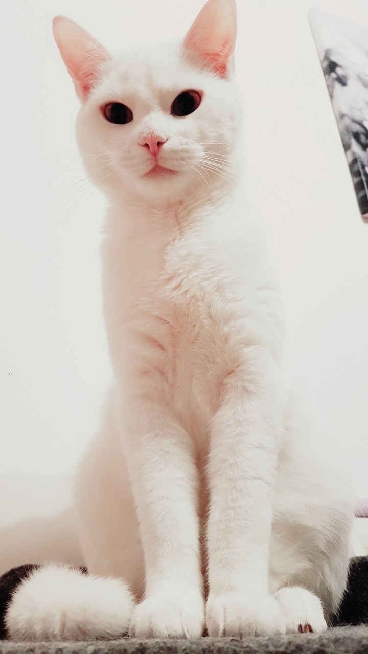 My white Cat