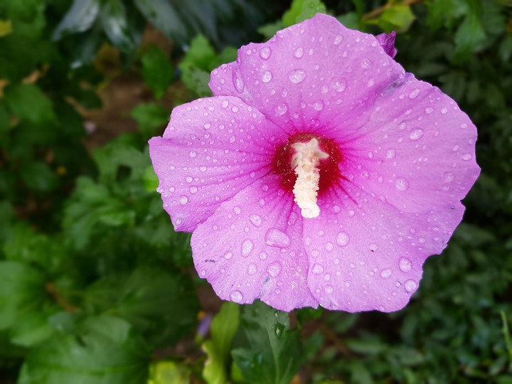 Rainy