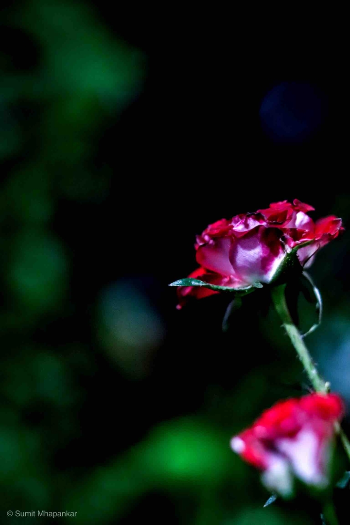 symbol of love