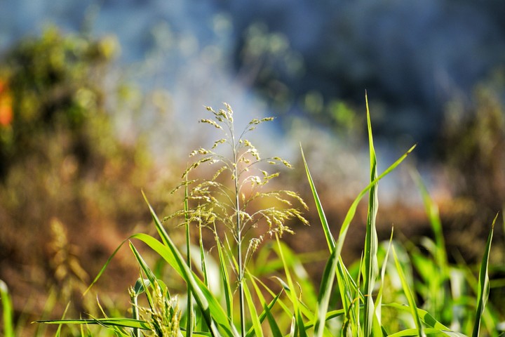 green valley