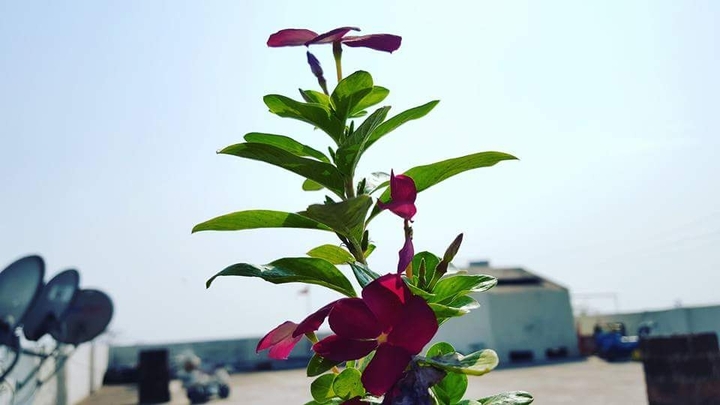 Flower