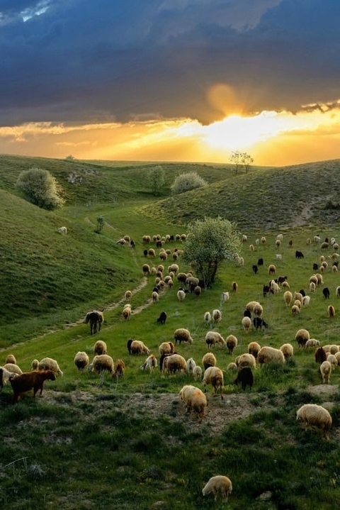 Animals Sheep