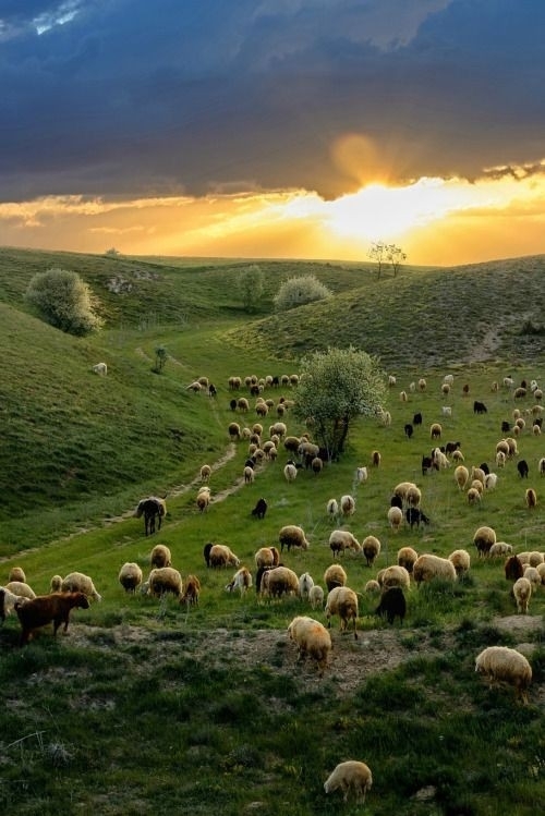 Animals Sheep