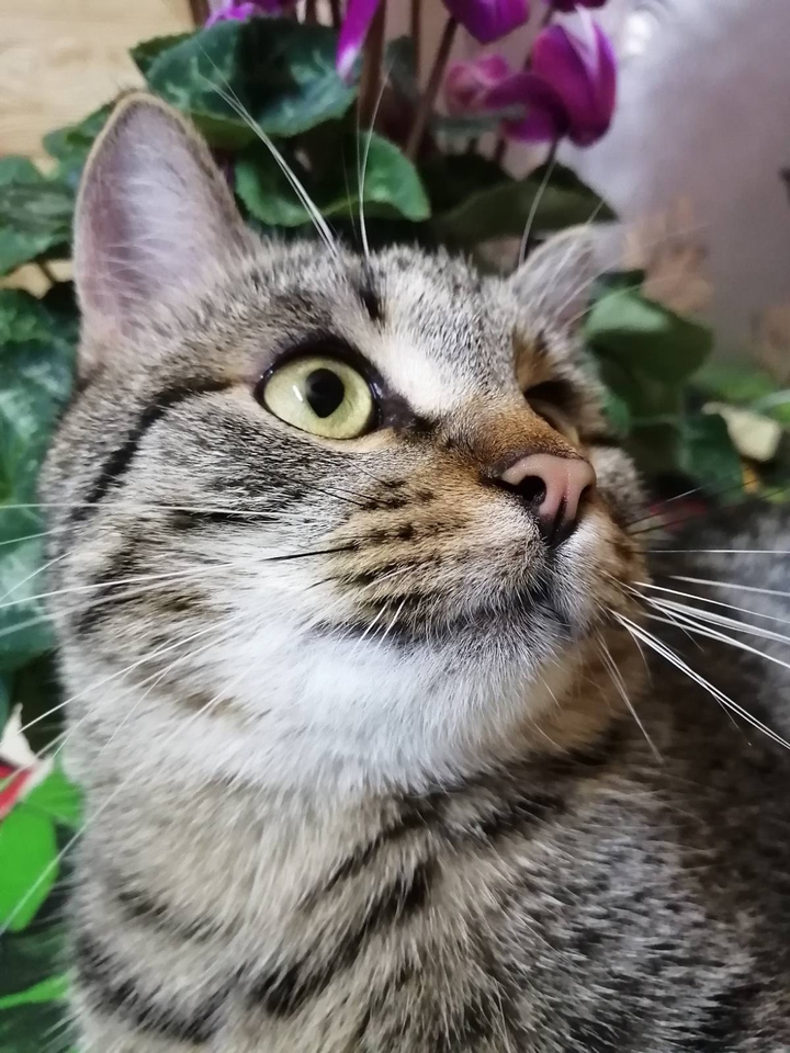 котя
